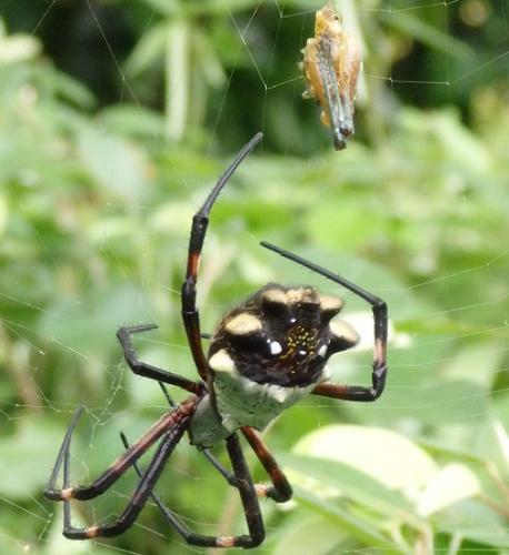 Réf. 204 018 : Argiope argentata